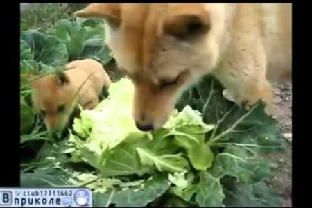Ali obstajajo psi vegetarijanci?